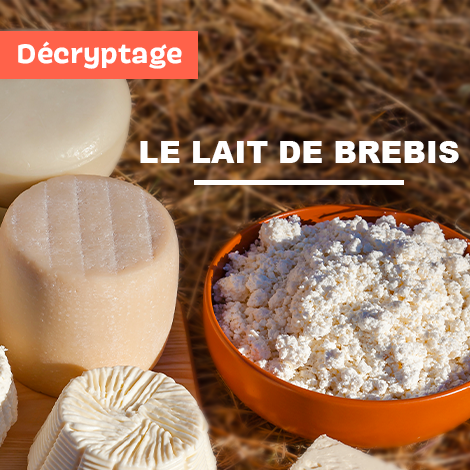 Décryptage : Le lait de brebis Décryptage : Le lait de brebis