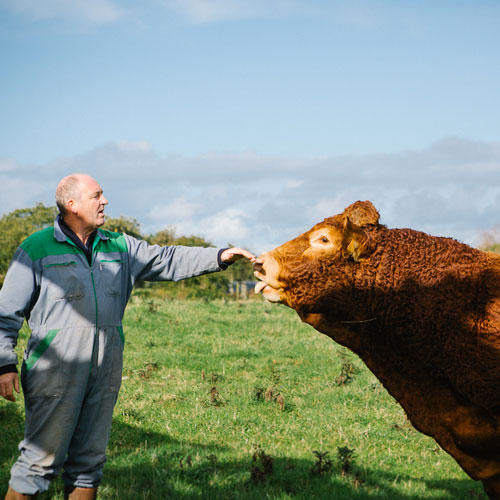 Découvrez notre viande bio ! Découvrez notre viande bio !